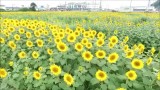 ひまわり迷路・2015夏（天童市）