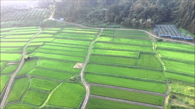 椹平の棚田・2015夏2（朝日町）