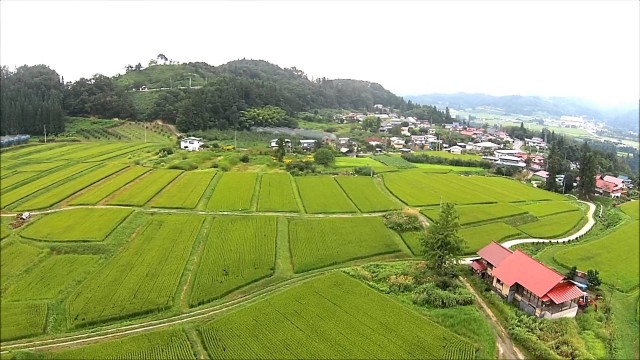 椹平の棚田・夏（朝日町）