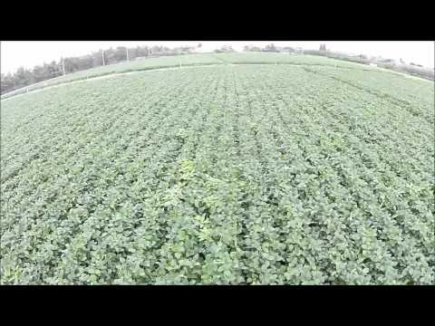 枝豆の畑（中山町）