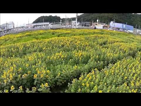 ひまわりの迷路・夏（天童市）