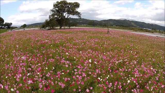 寒河江川の秋桜（寒河江市）