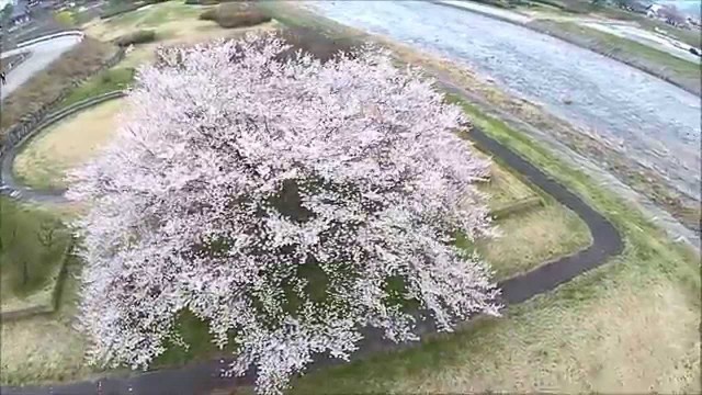 川原の一本桜（山形市）