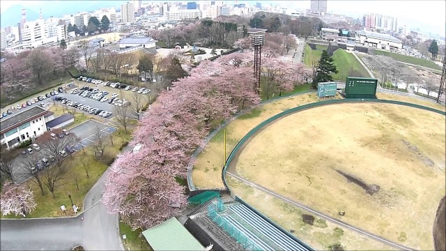 霞城の桜【い】（山形市）