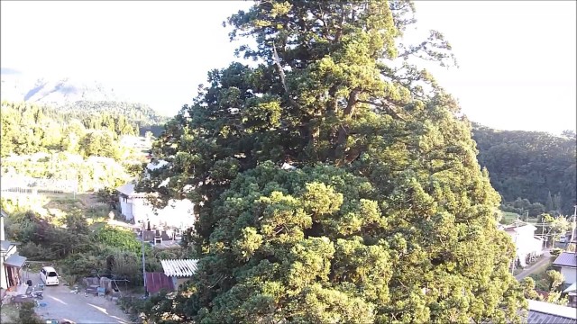 高沢の開山杉（山形市）