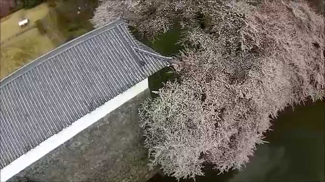 霞城の桜【は】（山形市）