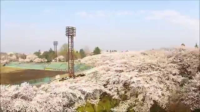 霞城の桜【に】（山形市）