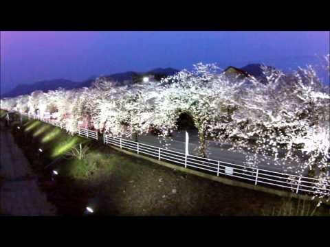 サクラライン（山形市）