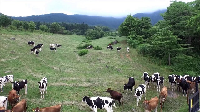 西蔵王放牧場・夏（山形市）