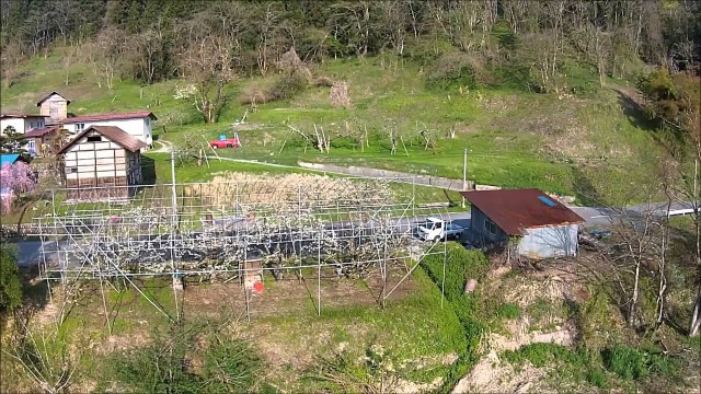 玉ノ井の桜（朝日町）