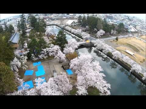 上杉桜（米沢市）