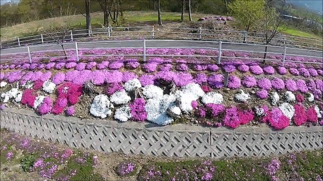 芝桜（山形市）