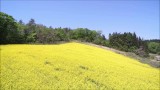 水本の菜花畑（朝日町）