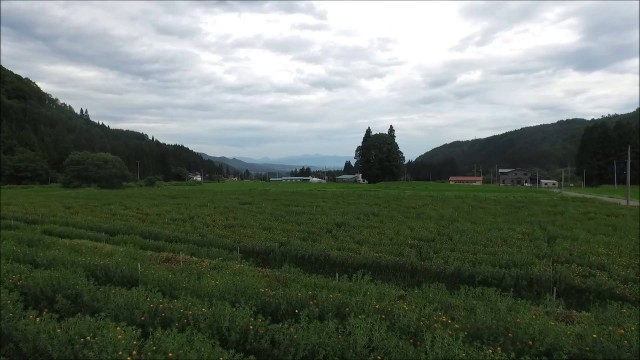米沢トトロと紅花（米沢市）