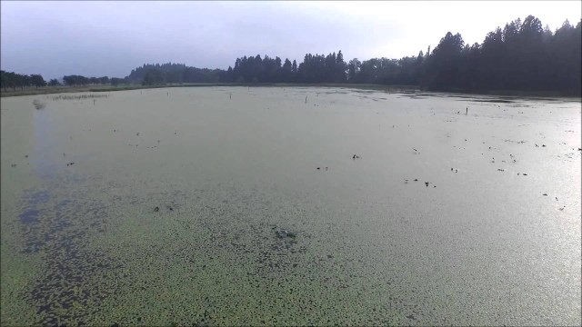 大谷地沼（村山市）