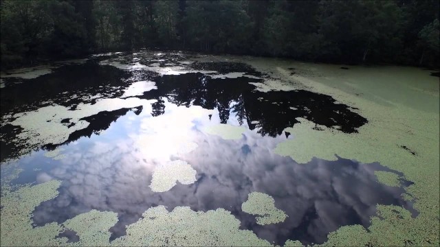 どじょう（山辺町）