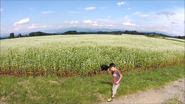 大蔵の蕎麦畑（大蔵村）