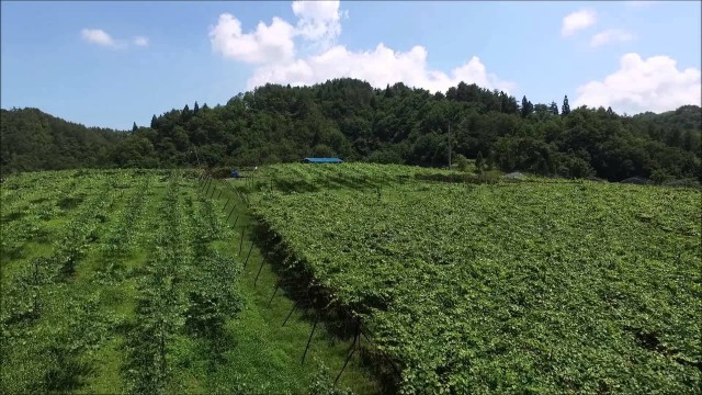 柏原ヴィンヤード・夏（朝日町）