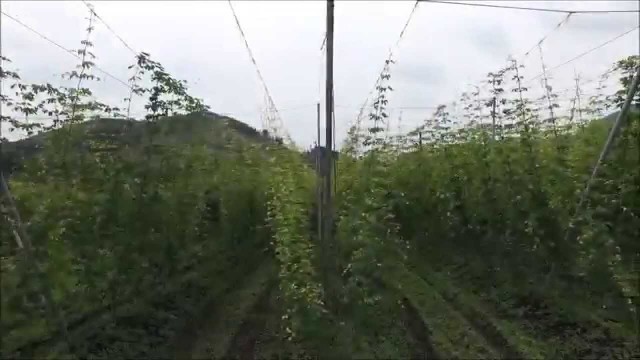 白鷹ホップ畑（白鷹町）