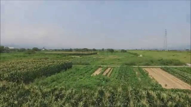 とうもろこし（河北町）