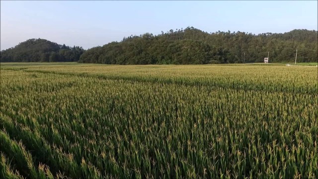 コーンの畑（米沢市）