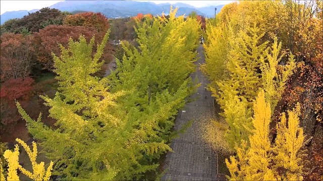 べにばなスポーツパークの並木（天童市）