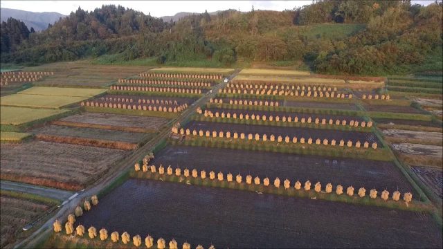 椹平の棚田 朝（朝日町）