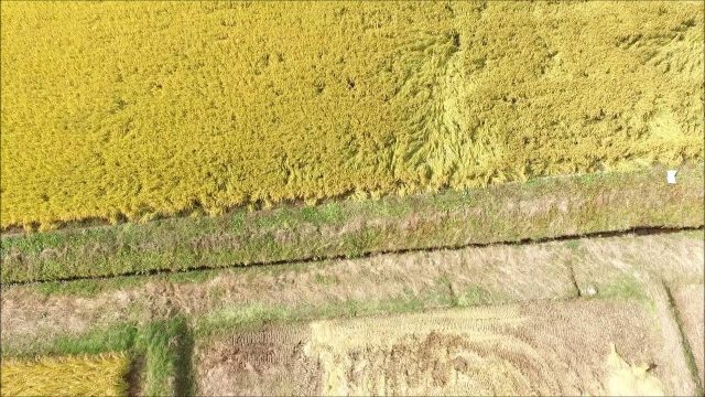 稲刈り（米沢市）