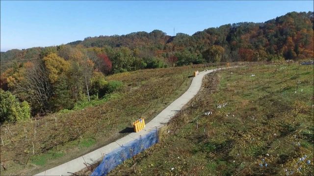 柏原ヴィンヤード 秋（朝日町）