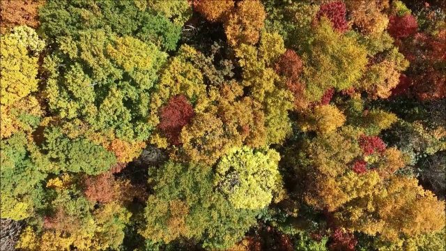 坊平の紅葉（上山市）